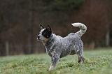 BOUVIER AUSTRALIEN 391